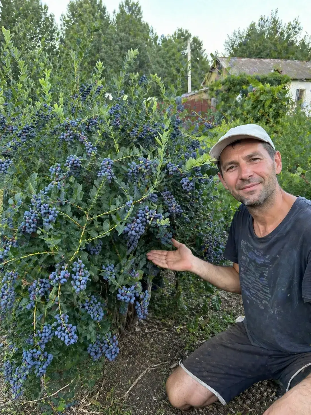Лохина Мелана гілка з ягодами