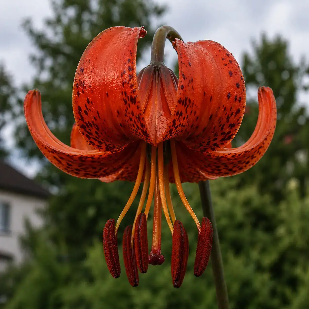 Помаранчева